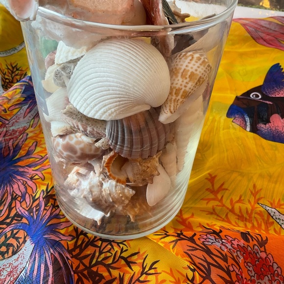 Seashells collected  from Pacific Islands. Organic cleaning.  No chemicals. - Picture 5 of 7
